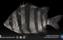 أول تسجيل لسمكة الفك المخطط في المياه الليبية