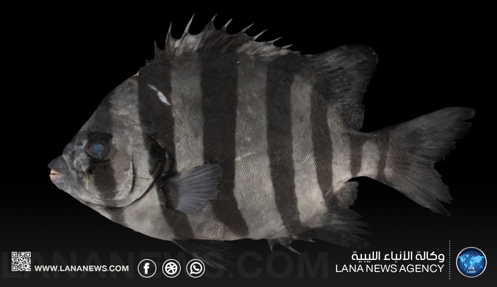 أول تسجيل لسمكة الفك المخطط في المياه الليبية