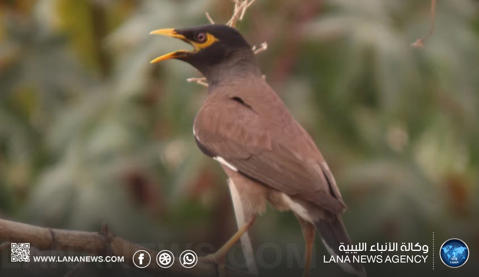 منظمة البراري: الرصد العلمي المبكر لطائر المينا الهندي ضرورة وطنية لحماية التنوع الحيوي في ليبيا