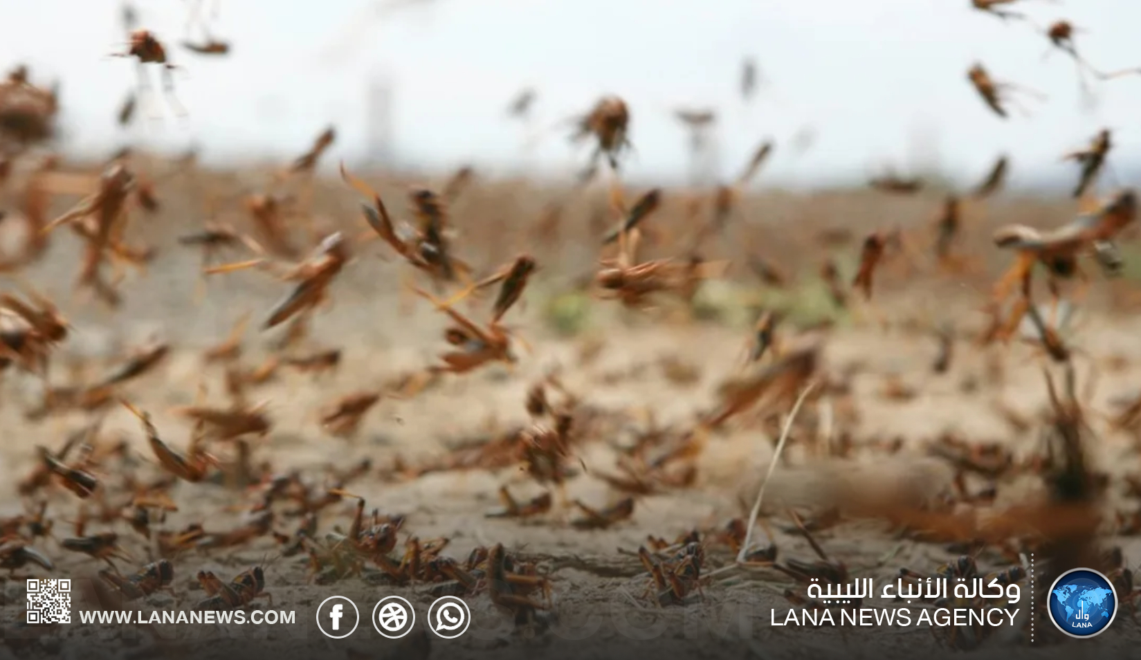 لجنة مشتركة لمكافحة الجراد الصحراوي في غات