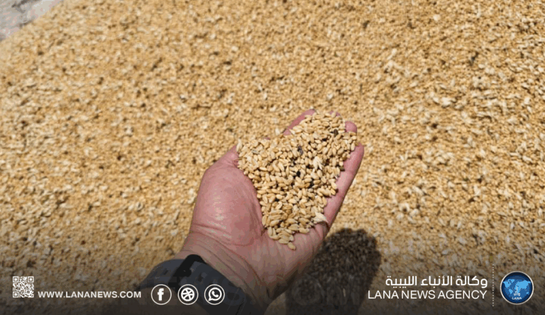 نجاح إنتاج صنف وطني محسن من القمح عالي الإنتاجية