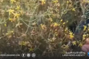 المرج | نقيب البيطريين يحذر من انتشار «أبو قراطو» السام وتهديده للمواشي