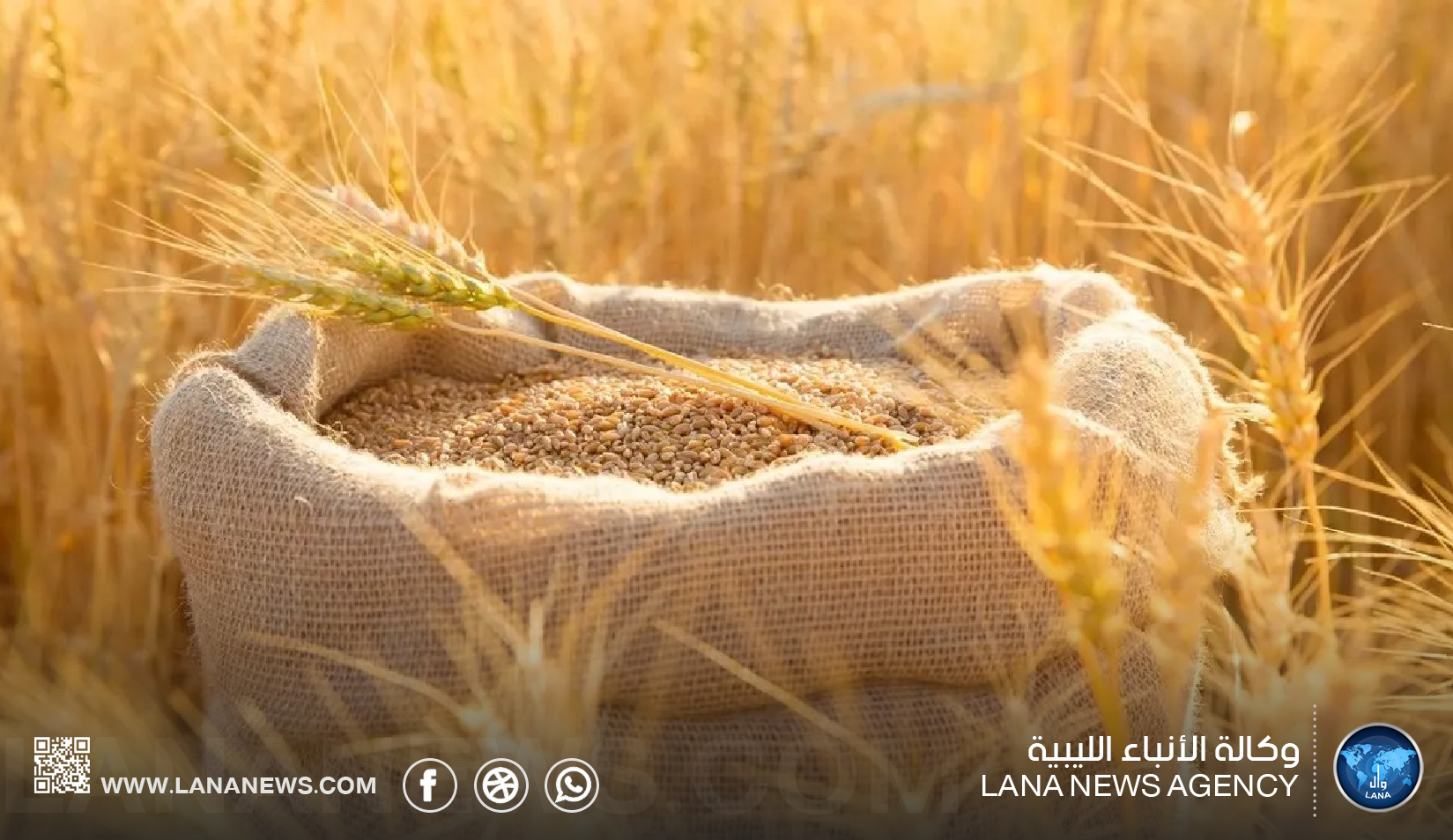مصر تشتري 4.9 مليون طن قمح محلي