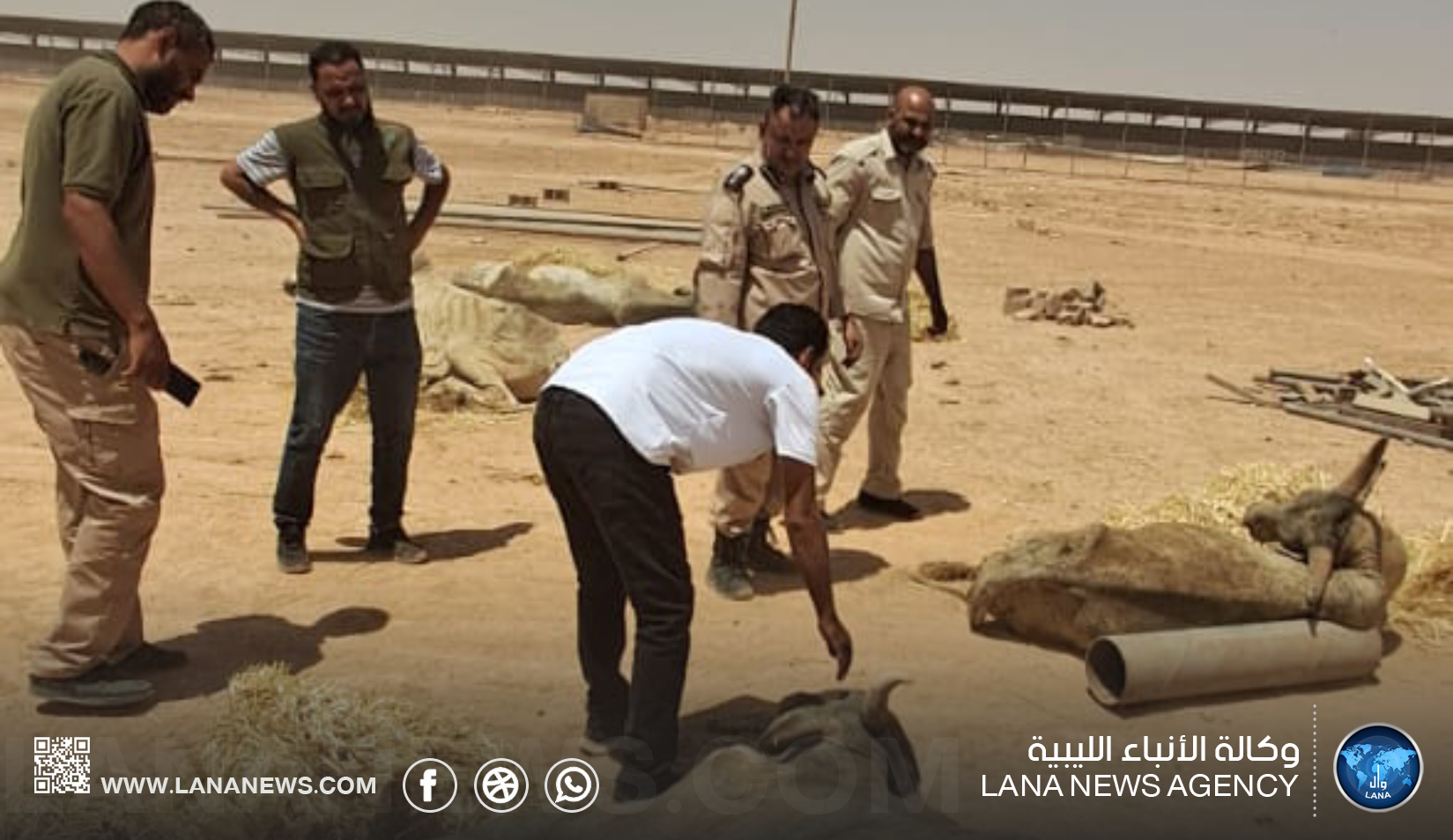 نفوق عشرات الأبقار يكشف بؤرة جديدة للحمى القلاعية في سلوق