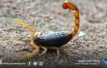 نقص أمصال العقارب يدفع لتحويل الحالات من أوباري إلى سبها