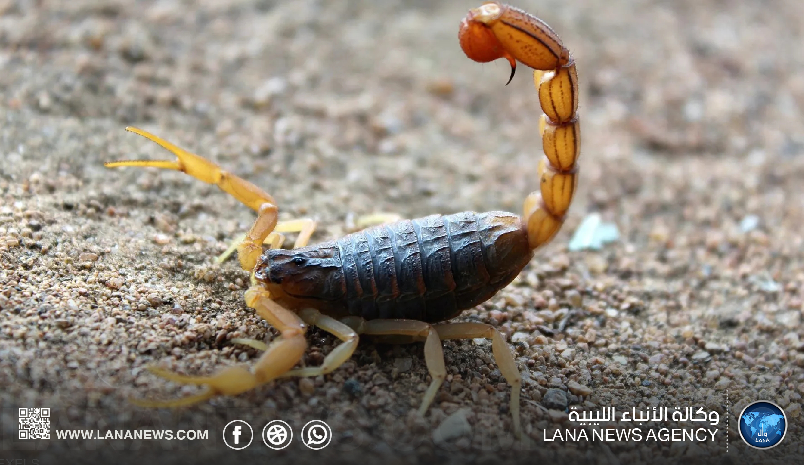 نقص أمصال العقارب يدفع لتحويل الحالات من أوباري إلى سبها