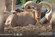 منظمة بيئية تحذر من تراجع أعداد الودان
