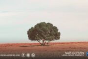 الغطاء النباتي في ليبيا تحت ضغط التصحر والتعديات والتغير المناخي