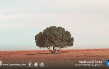 الغطاء النباتي في ليبيا تحت ضغط التصحر والتعديات والتغير المناخي