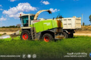 انطلاق حصاد الأعلاف الخضراء بمشروع المزارع الكبيرة في سرت