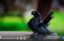 بنغازي تستضيف مزاد حضيرة ومعرض الريشة لحمام الزينة