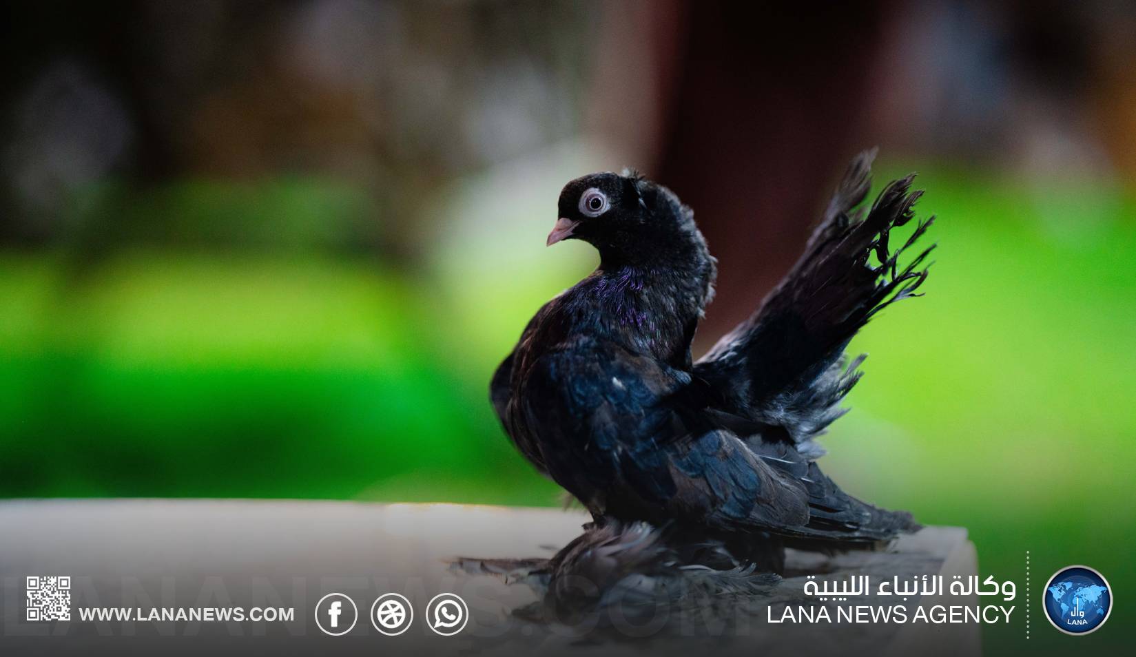 بنغازي تستضيف مزاد حضيرة ومعرض الريشة لحمام الزينة