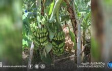 نجاح أول تجربة لزراعة الموز الوطني في أجدابيا