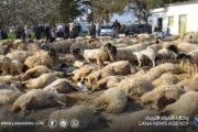 نفوق أغنام يثير استنفارا صحيا في جنوب تونس