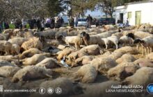 نفوق أغنام يثير استنفارا صحيا في جنوب تونس