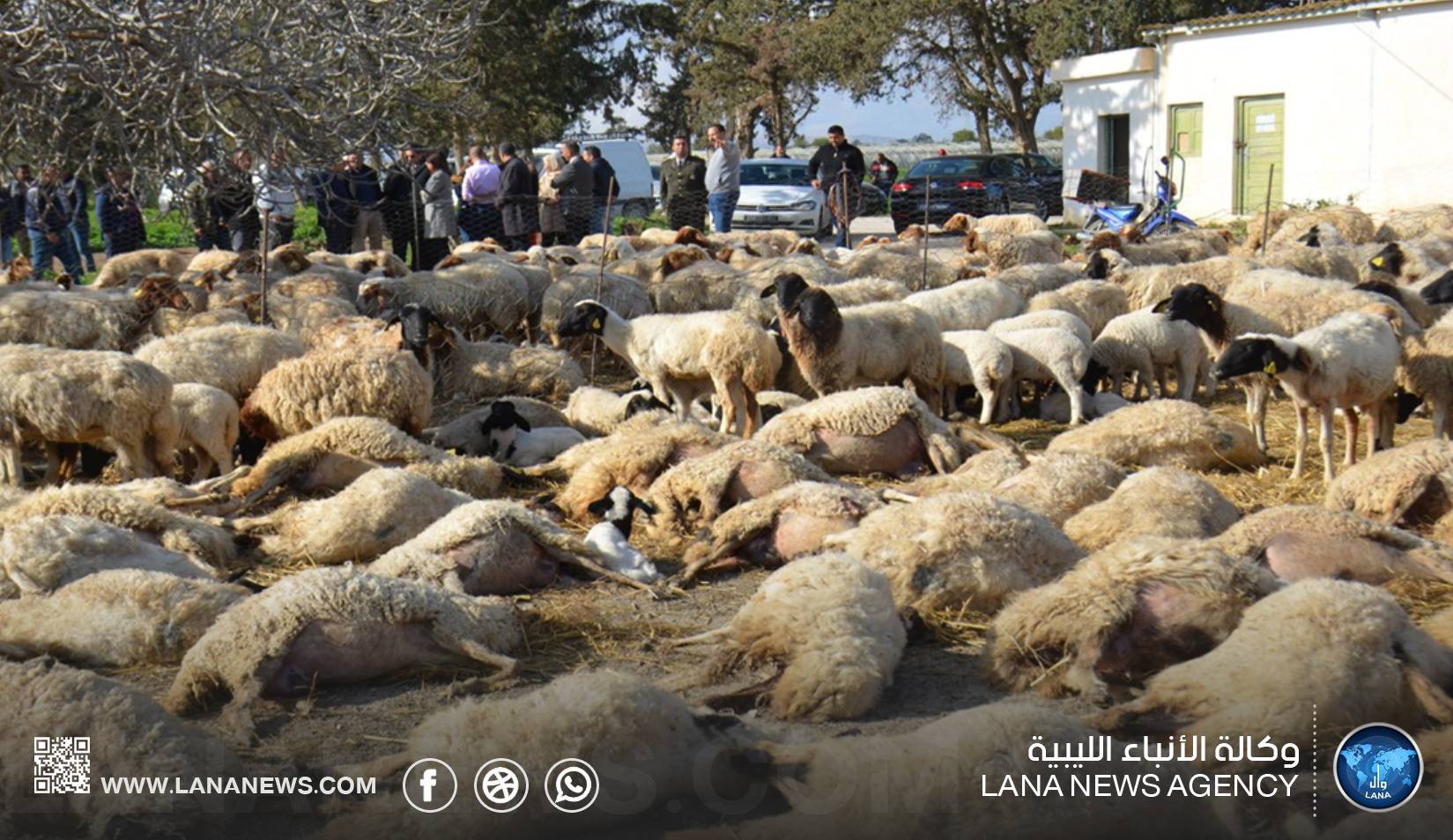 نفوق أغنام يثير استنفارا صحيا في جنوب تونس