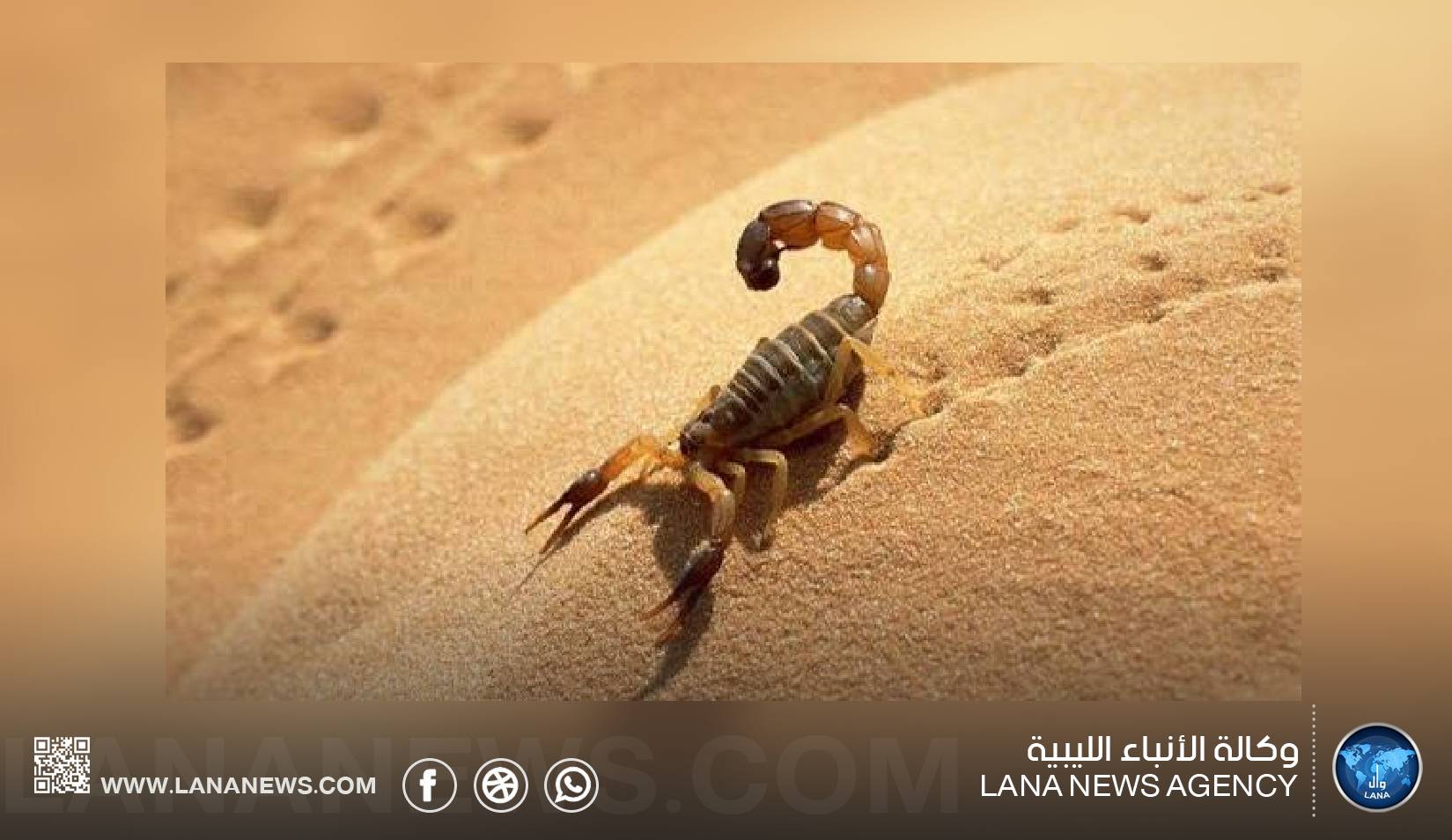 وفاة طفلة بوادي عتبة إثر لدغة عقرب