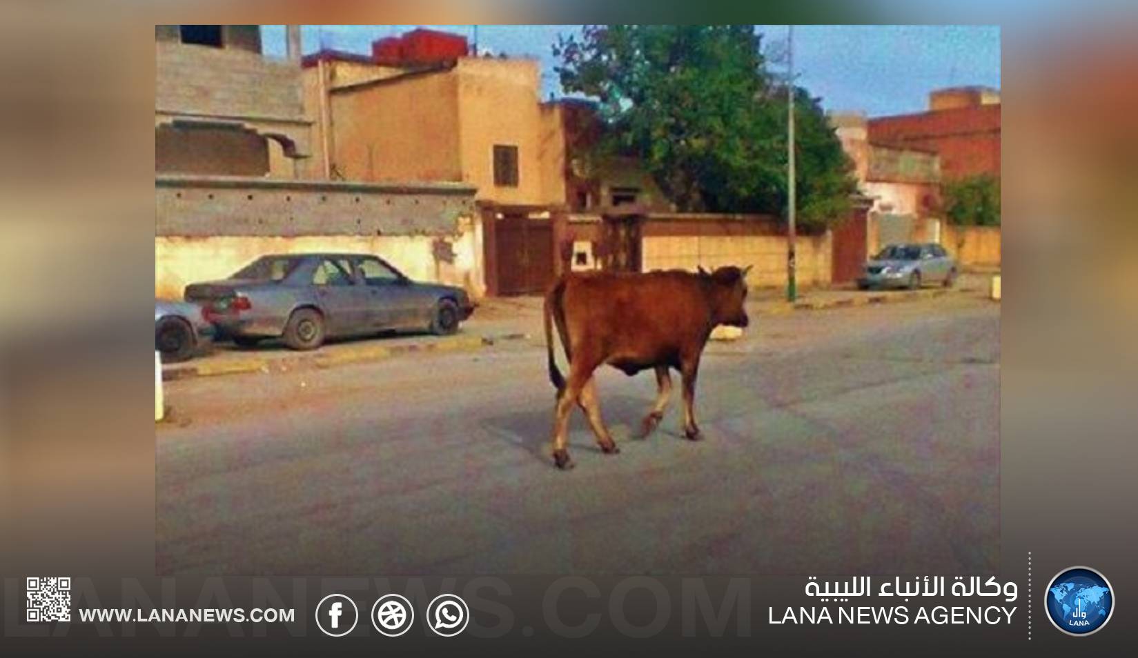 بلدي شحات يحد من ظاهرة المواشي السائبة