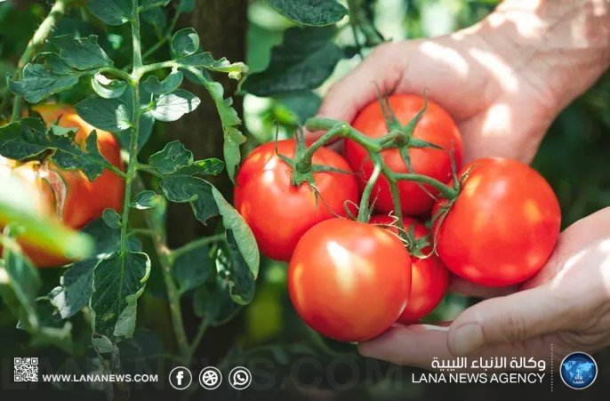 دراسة علمية تكشف تأثيرات مفيدة للطماطم على الدماغ