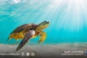 تحذيرات من مخاطر تهدد الحياة البحرية بشرق ليبيا