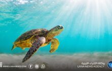 تحذيرات من مخاطر تهدد الحياة البحرية بشرق ليبيا