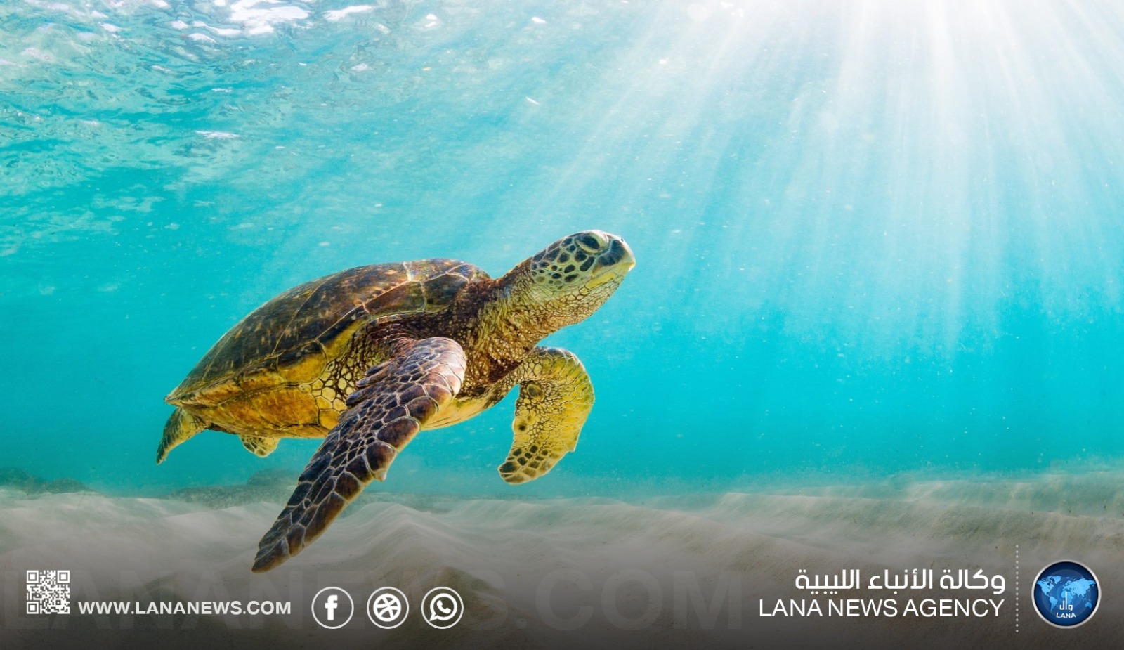 تحذيرات من مخاطر تهدد الحياة البحرية بشرق ليبيا