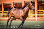 المربط الليبي ينظم النسخة الرابعة من مزاد الخيول العربية في بنغازي