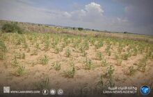 الجفاف يهدد الزراعة والثروة الحيوانية في إقليم دارفور