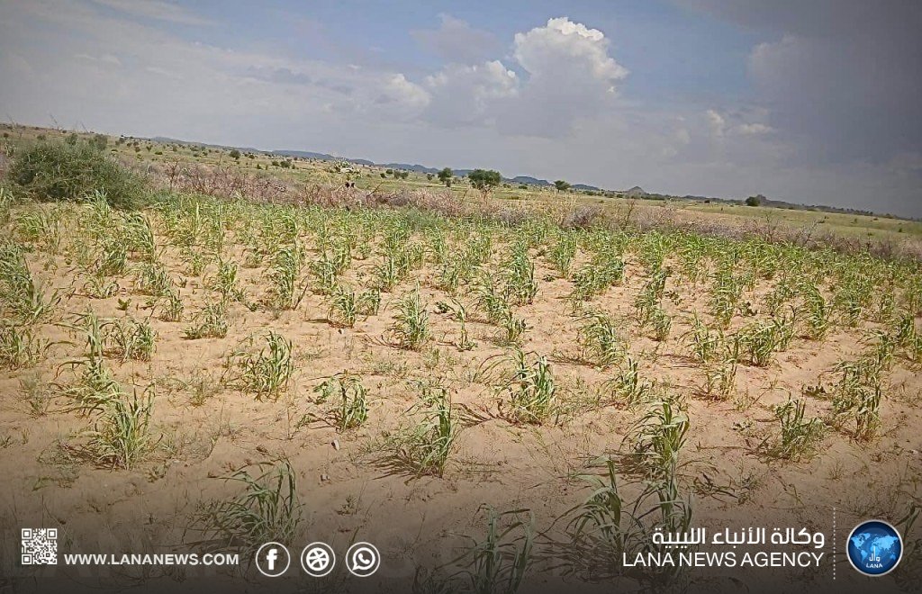 الجفاف يهدد الزراعة والثروة الحيوانية في إقليم دارفور