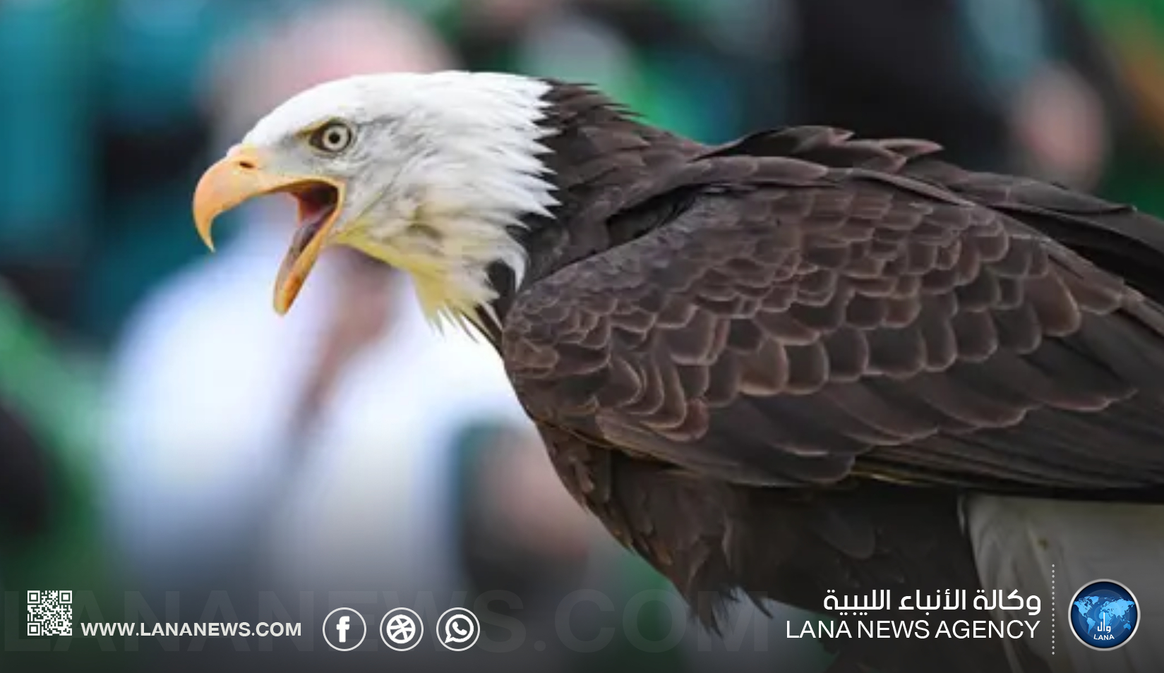 النسور عمالقة السماء تواجه شبح الانقراض