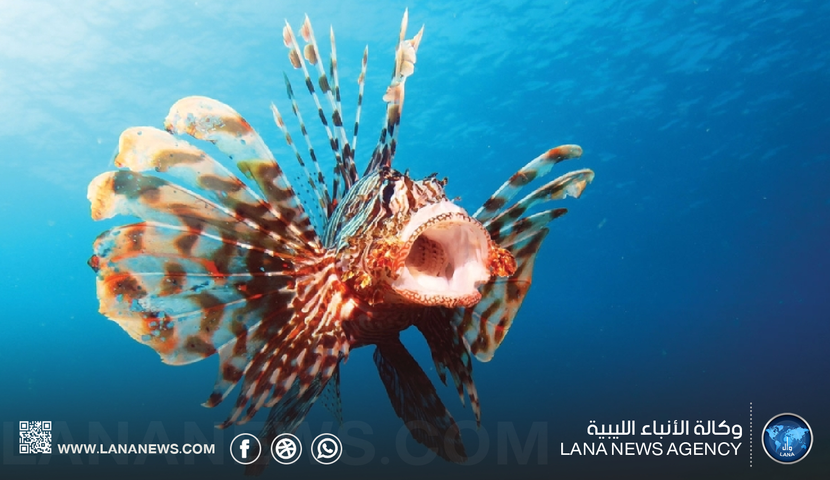 باحثة أحياء بحرية تحذر من توسع انتشار سمكة الأسد في ليبيا