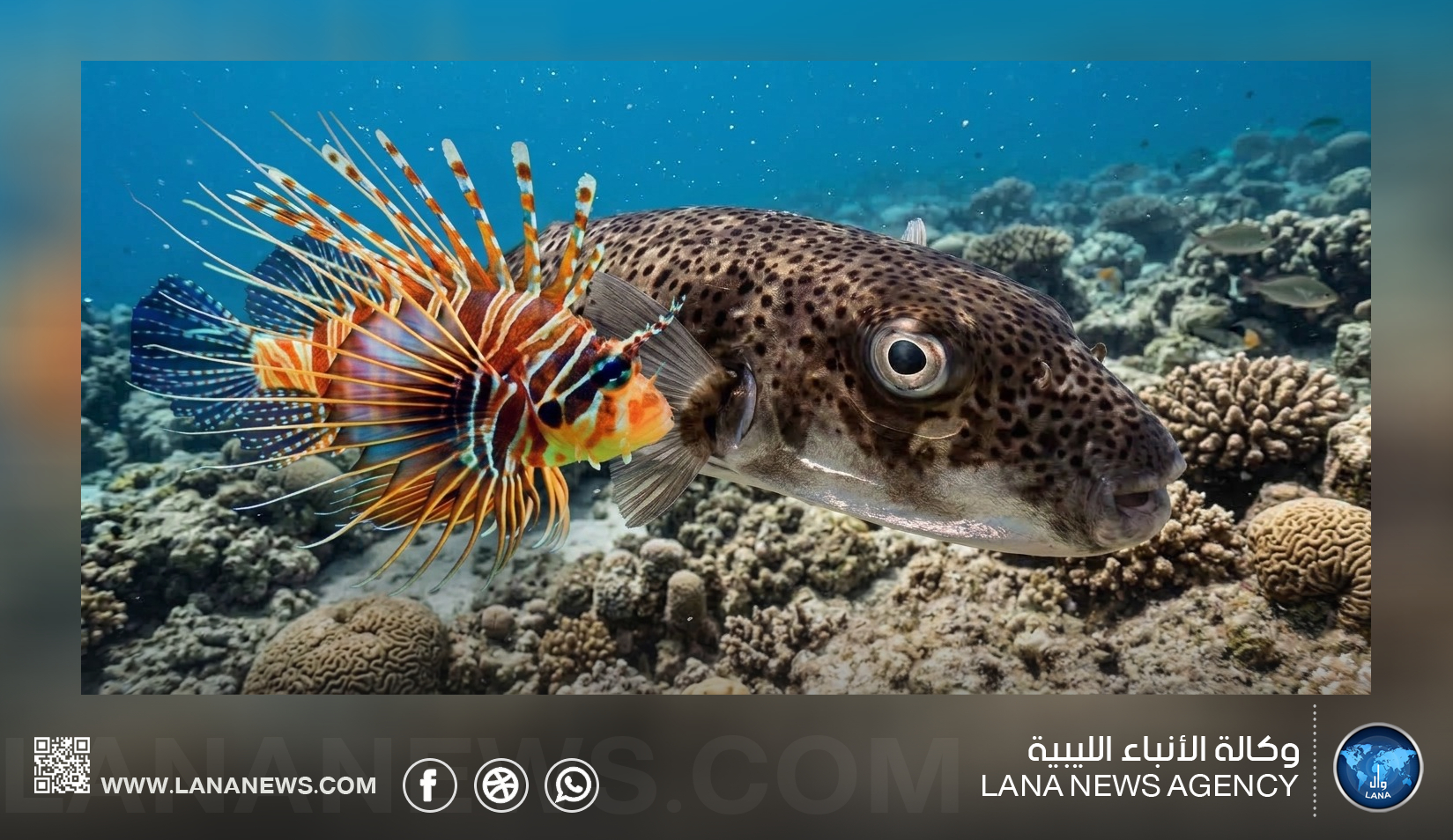 مقترح وطني للحد من انتشار سمكتي الأرنب والأسد البحري