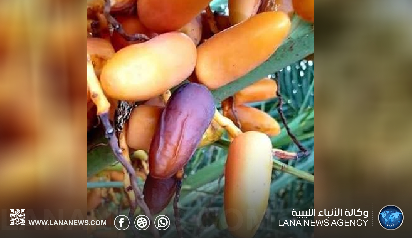 تراجع إنتاج تمور الكفرة وارتفاع الأسعار بسبب انقطاع الكهرباء