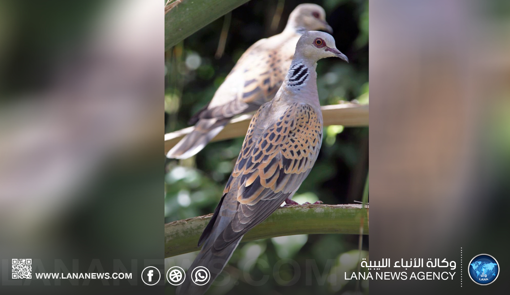 منظمة البراري تحذر من الصيد الجائر للقمري الأوروبي