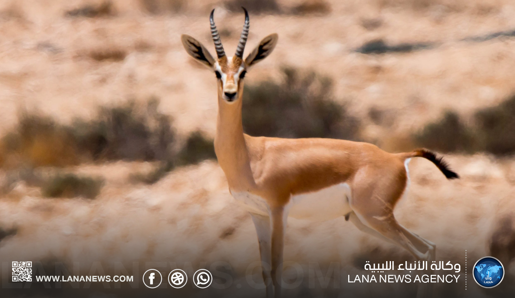رئيس هيئة التراث يصدر قرارا بإنشاء محمية تازربو للغزلان
